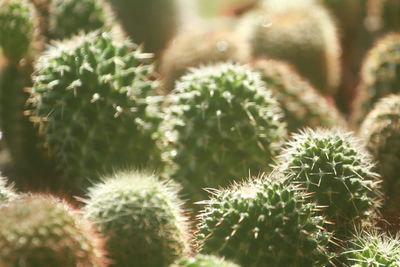 Full frame shot of plant