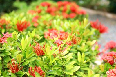 Close-up of red flowering plants