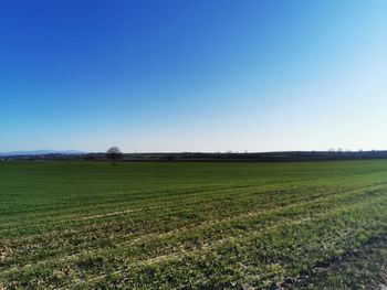 Scenic view of agricultural field against clear blue sky