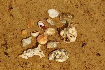 High angle view of shells on beach