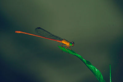 Close-up of grasshopper flying