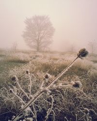 Bare tree on field against sky during winter