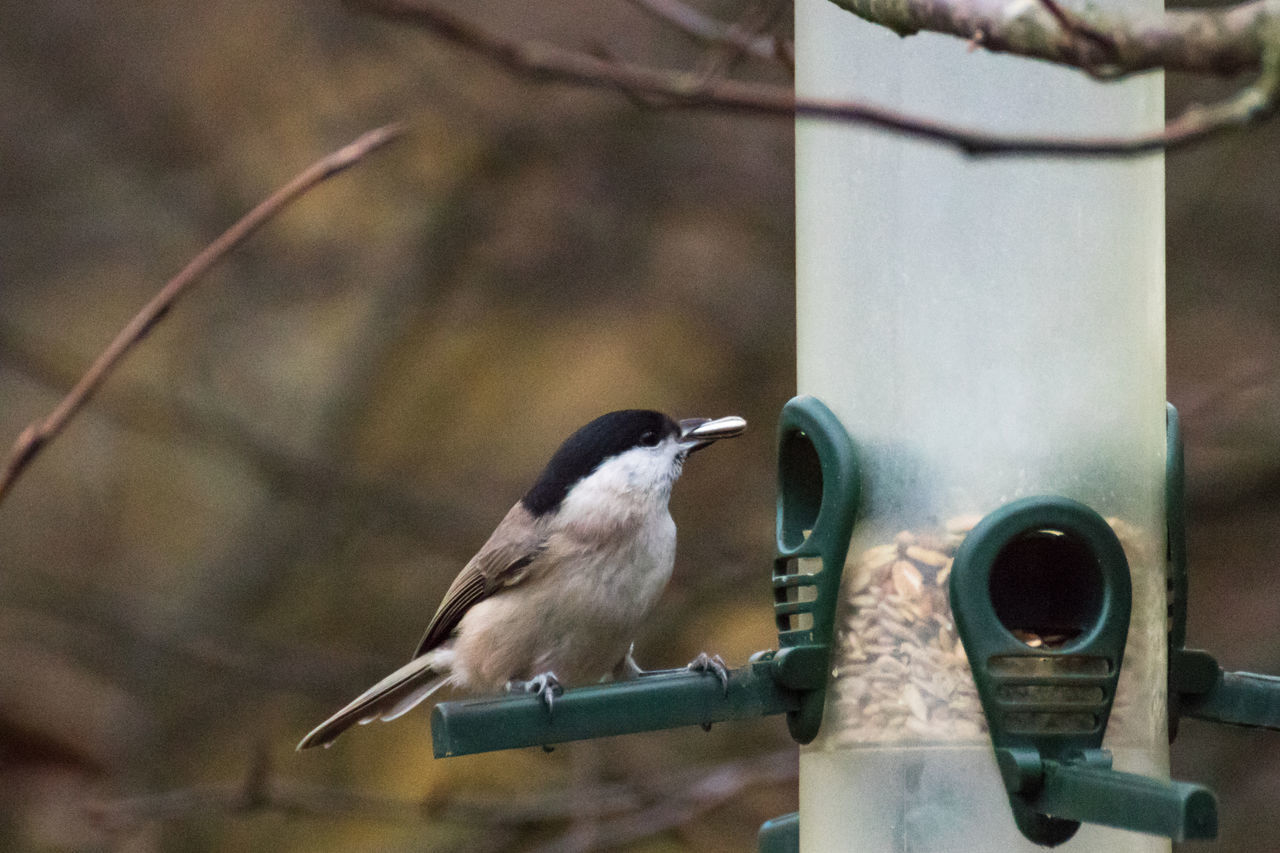 CLOSE-UP OF BIRDS PERCHING ON METAL