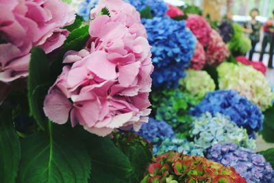 Close-up of pink hydrangea flowers