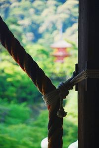 Close-up of horse against sky