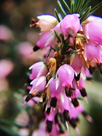 Close-up of pink flowers