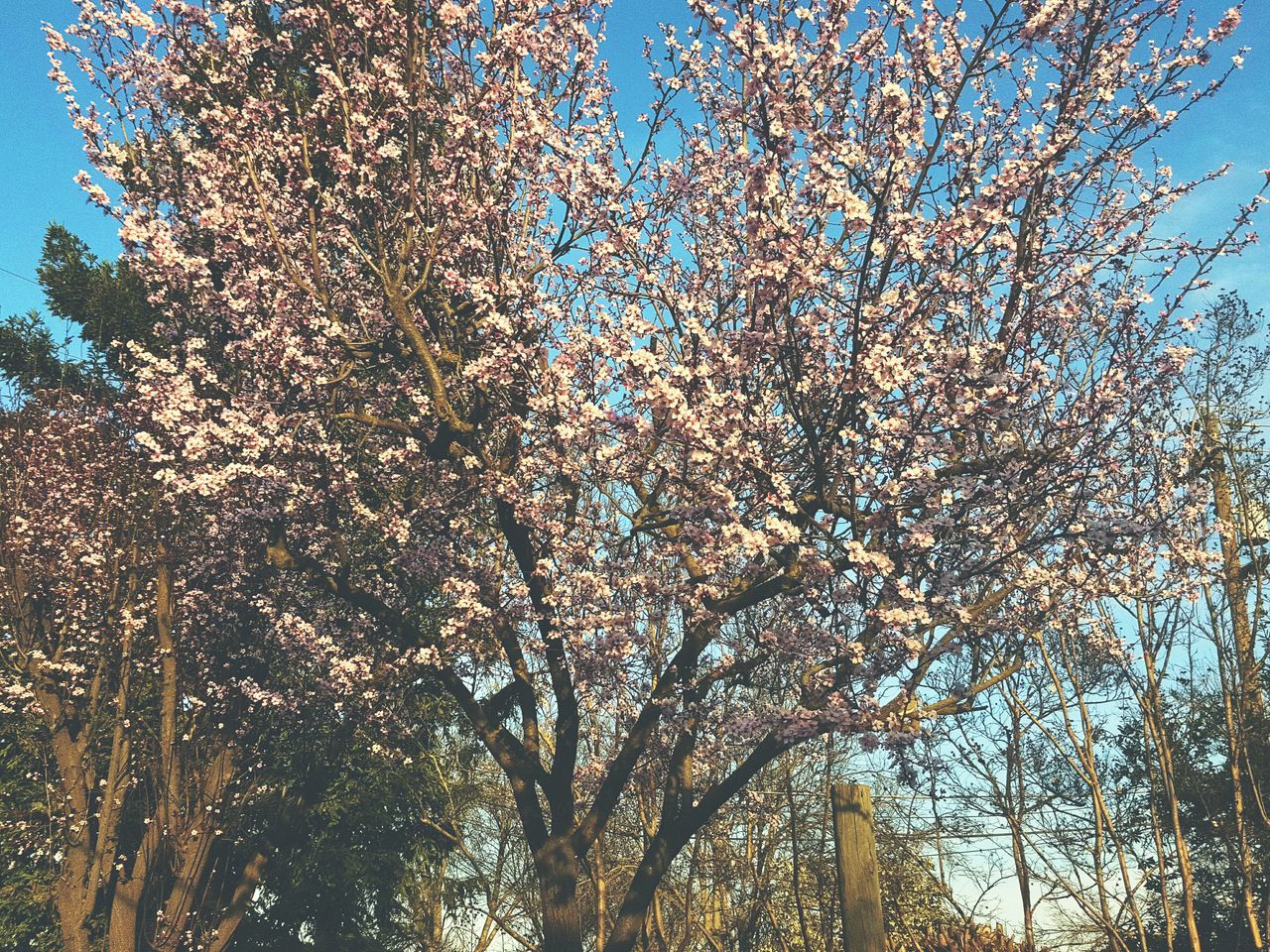 CLOSE-UP LOW ANGLE VIEW OF TREE AGAINST SKY