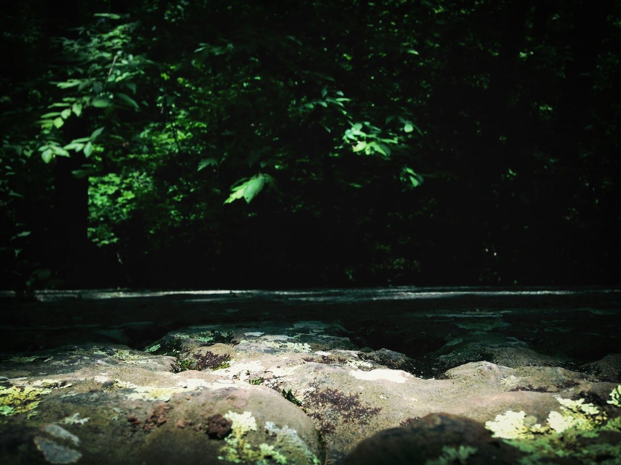 rock - object, tree, nature, tranquility, beauty in nature, forest, water, tranquil scene, scenics, rock, growth, night, rock formation, stream, stone - object, plant, outdoors, moss, non-urban scene, no people