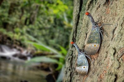 Close-up of insect on tree