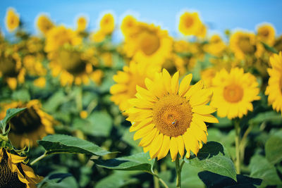 Close-up of yellow flowering plant