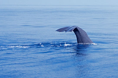 Whale tail in sea