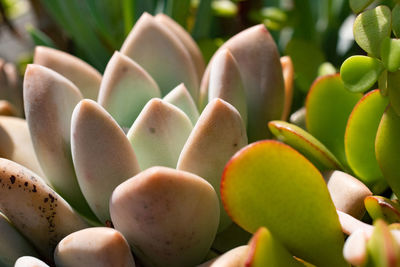 Close-up of succulent plant