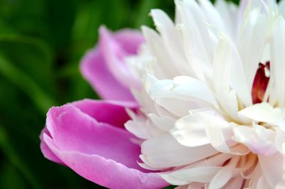 Close-up of flower blooming outdoors