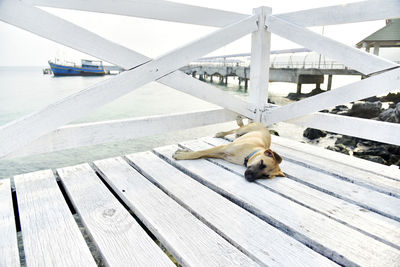 Dog relaxing on pier