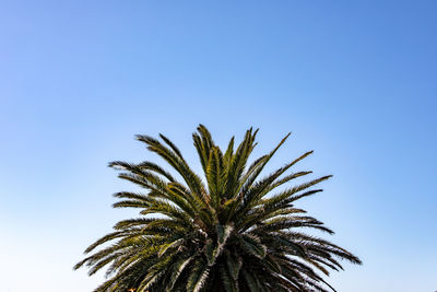 Low angle view of palm tree against blue sky