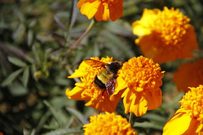 Close-up of bee pollinating on yellow flower