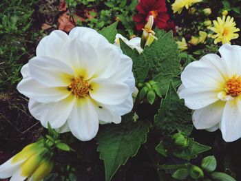 Close-up of white flowers blooming on plant