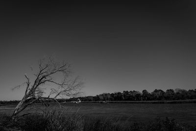Tree on landscape against sky