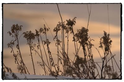 Close-up of plants against sky