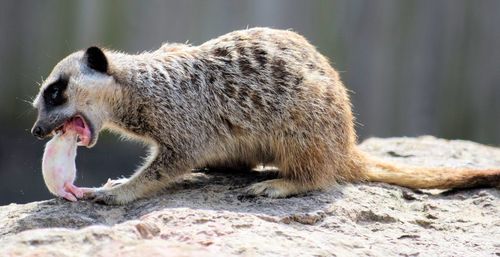 Close-up of meerkat eating rodent on rock