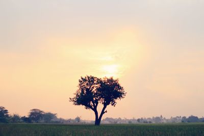 Tree on field against sky during sunset