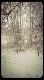 Snow covered trees in forest