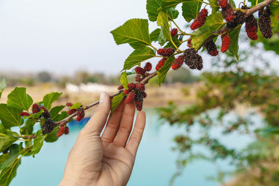 Hand holding plant