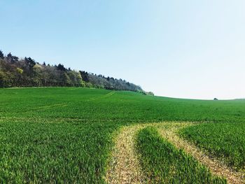 Scenic view of agricultural field against clear sky