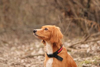 Dog looking away