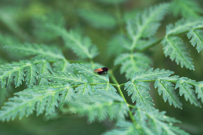 Close-up of insect on plant