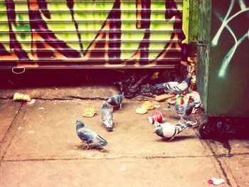 Close-up of birds