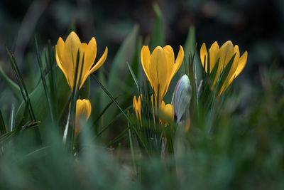Close-up of yellow crocus blooming on field