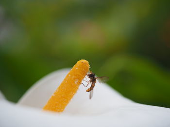 Close-up of insect on leaf