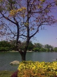 Tree by lake against sky