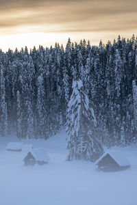 Pine trees on snow covered field against sky