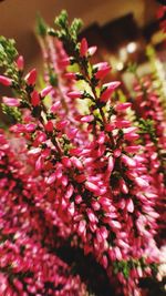 Close-up of pink flowers