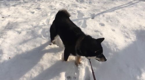 Black dog in snow