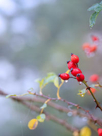 Close-up of red berries growing on tree