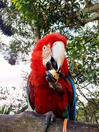 Low angle view of parrot perching on tree