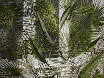 Close-up of palm trees