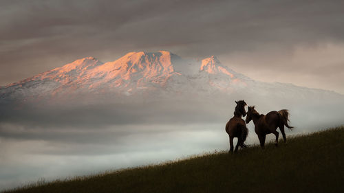 Horses on landscape