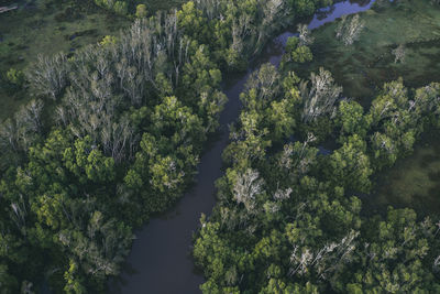 High angle view of trees in forest