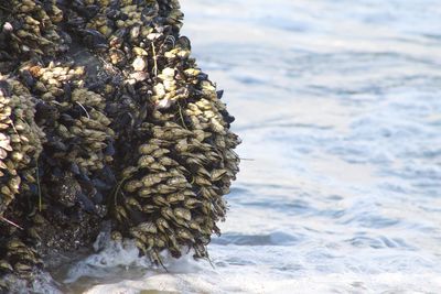 Close-up of gooseneck barnacles at shore