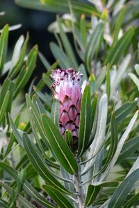 Close-up of pink flower