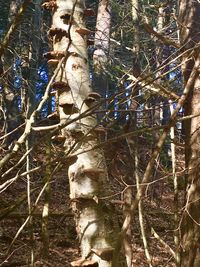 Low angle view of trees in forest