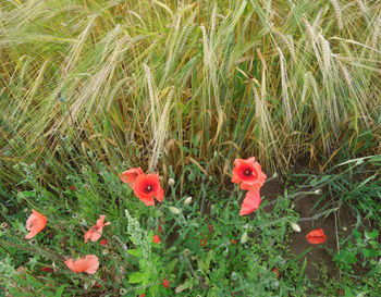 Close-up of red flowers growing in field