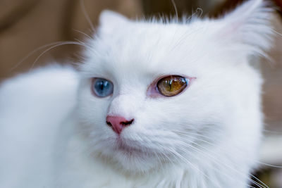 A close up portrait of a young heterochromic or odd-eyed white fur domestic cat