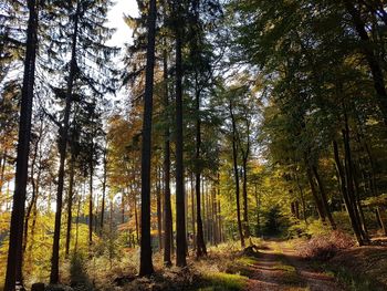 Low angle view of trees in forest