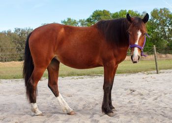 Horse standing in ranch