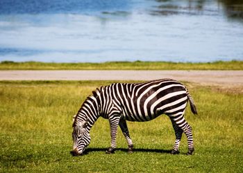 Zebra zebras in a field